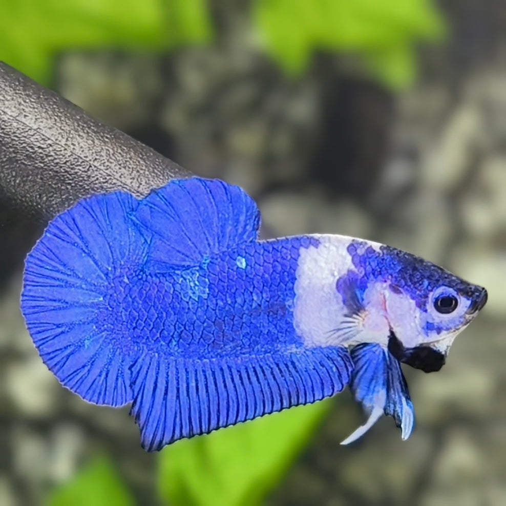 Blue Panda HMPK Betta Fish Male