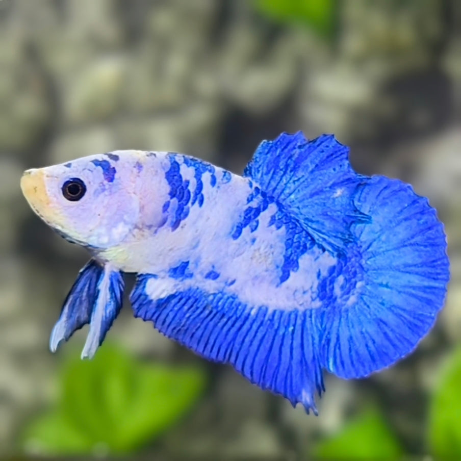 Blue Marble Panda HMPK Betta Fish Male