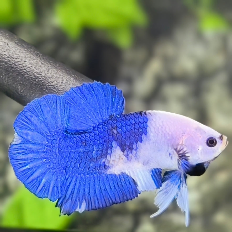 Blue Panda HMPK Betta Fish Male