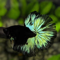 Green Black Light Halfmoon Betta Fish Male