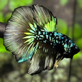 Avatar Blackstar Green Halfmoon Betta Fish Male