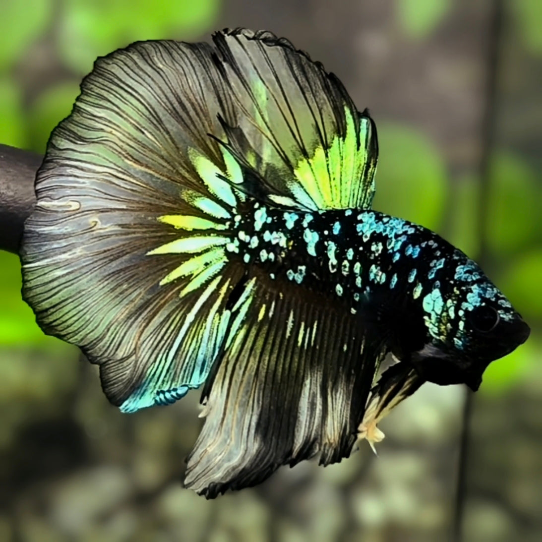 Avatar Blackstar Green Halfmoon Betta Fish Male