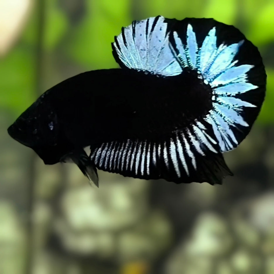 Grey Black Light HMPK Betta Fish Male