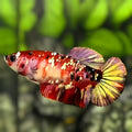 Red Koi Copper Gold Galaxy HMPK Betta Fish Female For Sorority / Breed #RKC