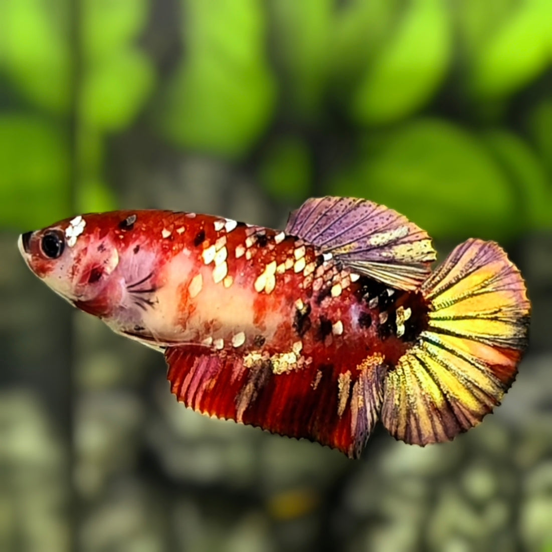 Red Koi Copper Gold Galaxy HMPK Betta Fish Female For Sorority / Breed #RKC