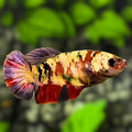 Red Koi Copper Purple Gold Galaxy HMPK Betta Fish Female For Sorority / Breed #RKC