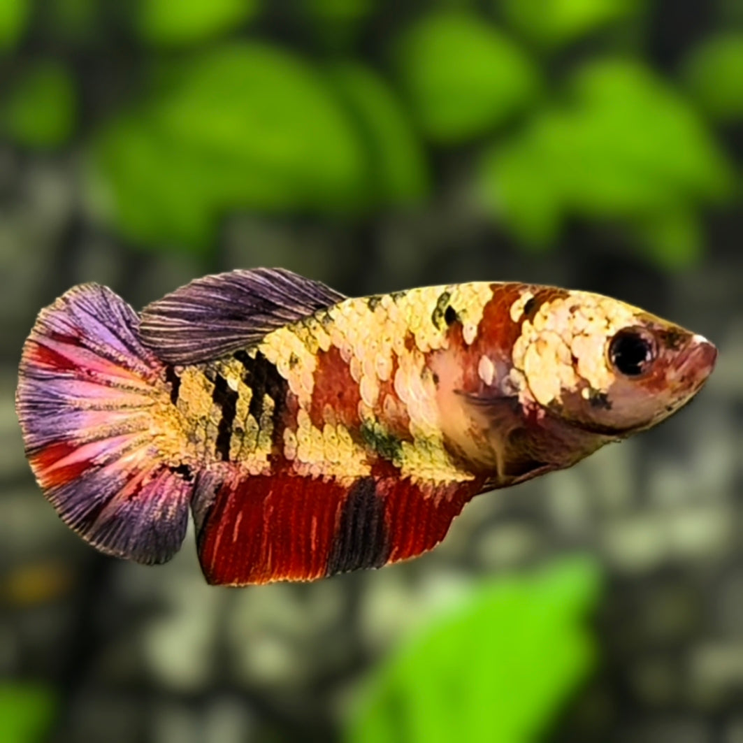 Red Koi Copper Purple Gold Galaxy HMPK Betta Fish Female For Sorority / Breed #RKC