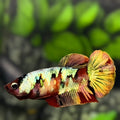 Red Koi Copper Gold Galaxy HMPK Betta Fish Female For Sorority / Breed #RKC