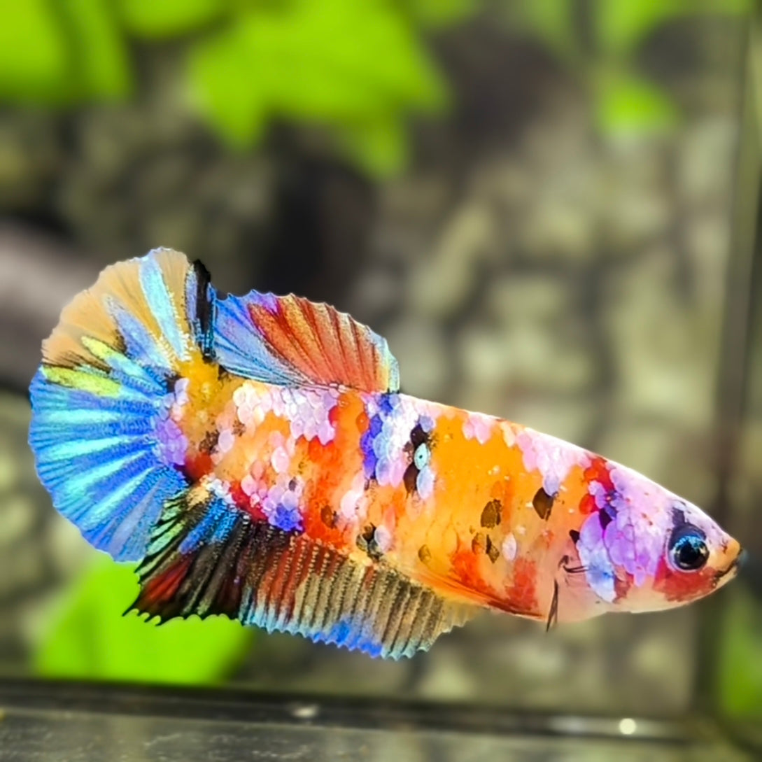 Yellowbase Multicolor Candy Galaxy HMPK Betta Fish Female For Sorority / Breed