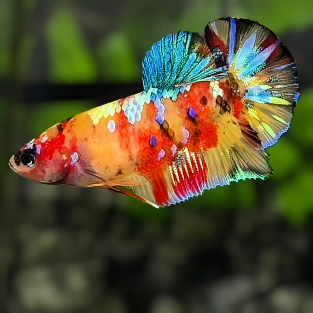 Yellowbase Multicolor Galaxy HMPK Betta Fish Female For Sorority / Breed