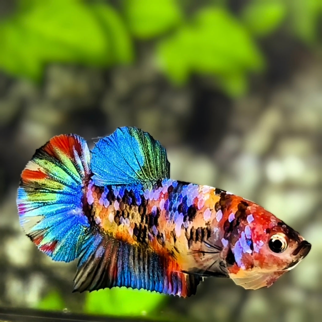Multicolor Galaxy HMPK Betta Fish Female For Sorority / Breed