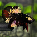Avatar Blackstar Copper Gold Red HMPK Betta Fish Male