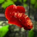 Red Gold Galaxy HMPK Betta Fish Male #RGG