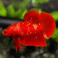 Red Gold Galaxy HMPK Betta Fish Male #RGG