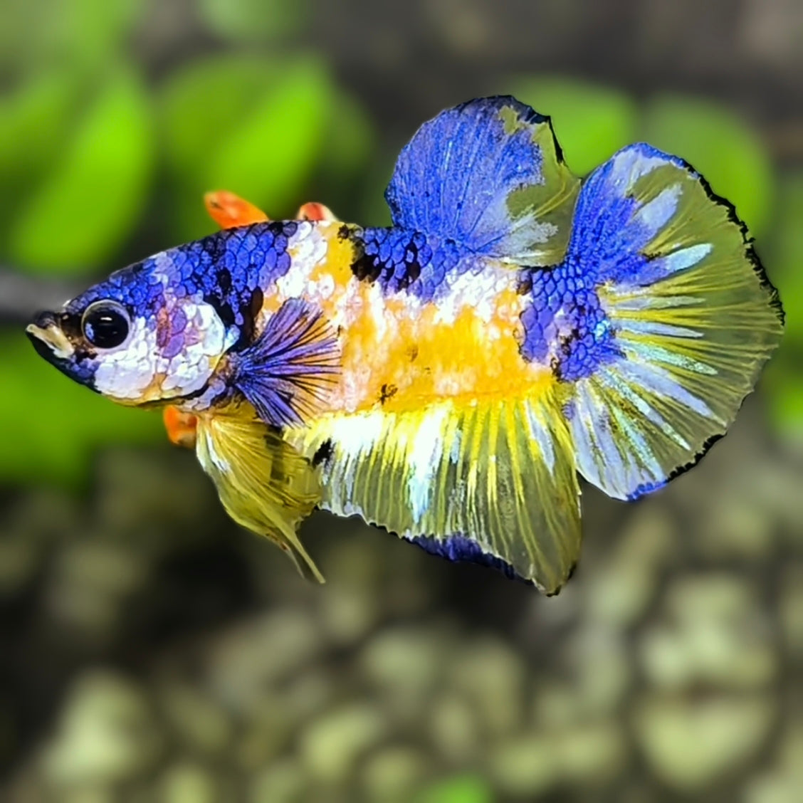 Yellow Blue Koi Galaxy HMPK Betta Fish Male #YKG