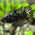 Avatar Blackstar Stardust Nebula Halfmoon Betta Fish Female For Sorority / Breed