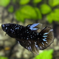 Avatar Blackstar Grey Stardust Nebula Halfmoon Betta Fish Female For Sorority / Breed