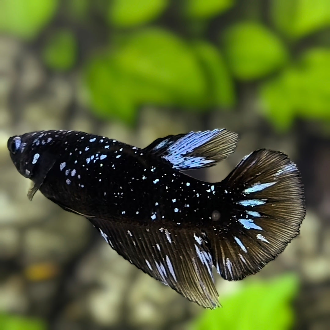 Avatar Blackstar Grey Stardust Nebula Halfmoon Betta Fish Female For Sorority / Breed