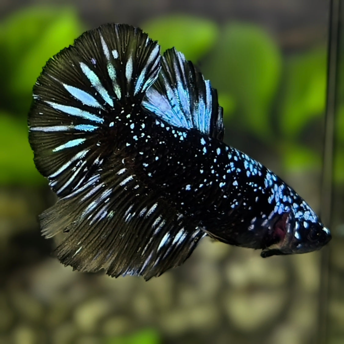 Avatar Blackstar Blue Stardust Nebula Halfmoon Betta Fish Female For Sorority / Breed