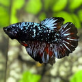 Avatar Blackstar Grey Nebula Halfmoon Betta Fish Female For Sorority / Breed