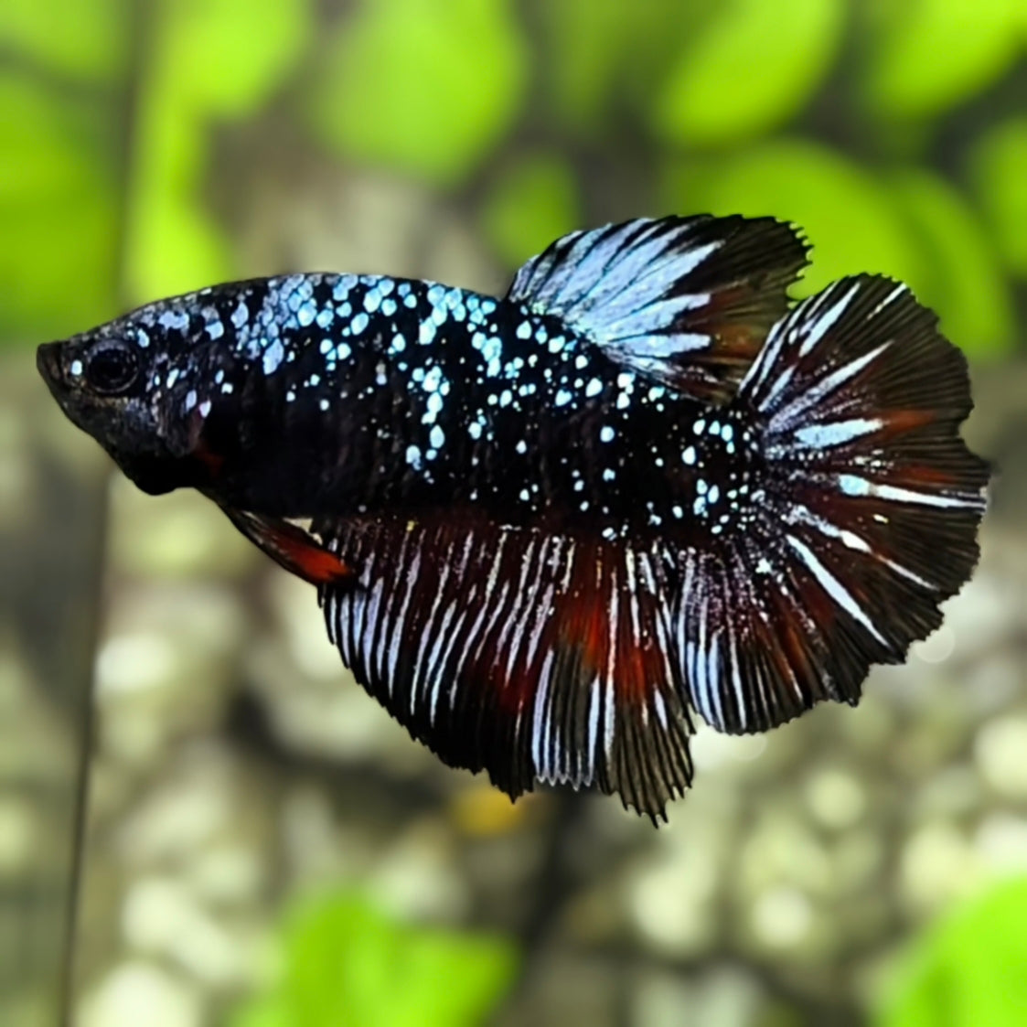 Avatar Blackstar Grey Nebula Halfmoon Betta Fish Female For Sorority / Breed