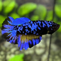 Avatar Blackstar Blue Mustard Halfmoon Betta Fish Female For Sorority / Breed