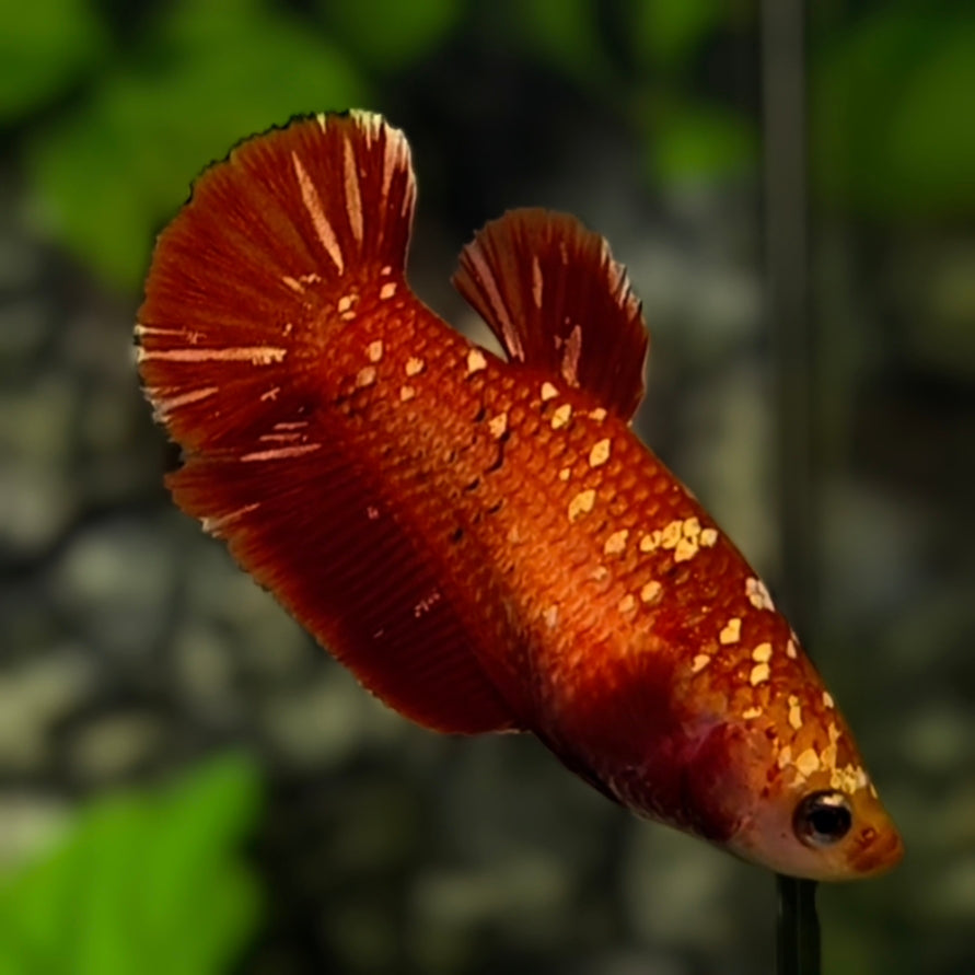 Red Gold Galaxy HMPK Betta Fish Female For Sorority / Breed #RGG