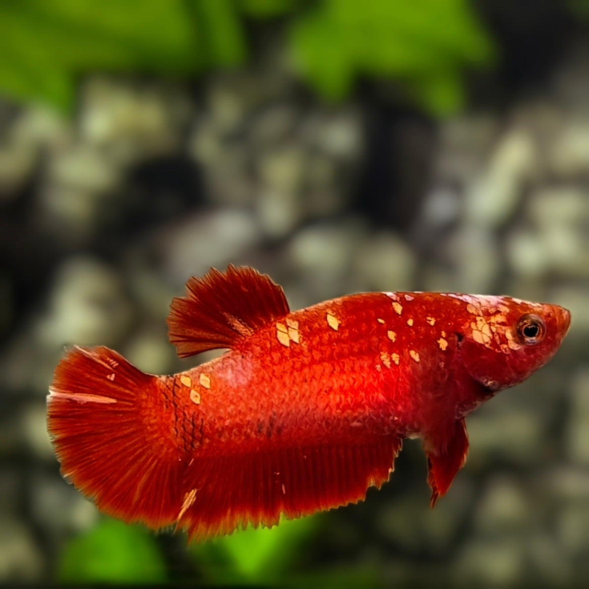 Red Gold Galaxy HMPK Betta Fish Female For Sorority / Breed #RGG