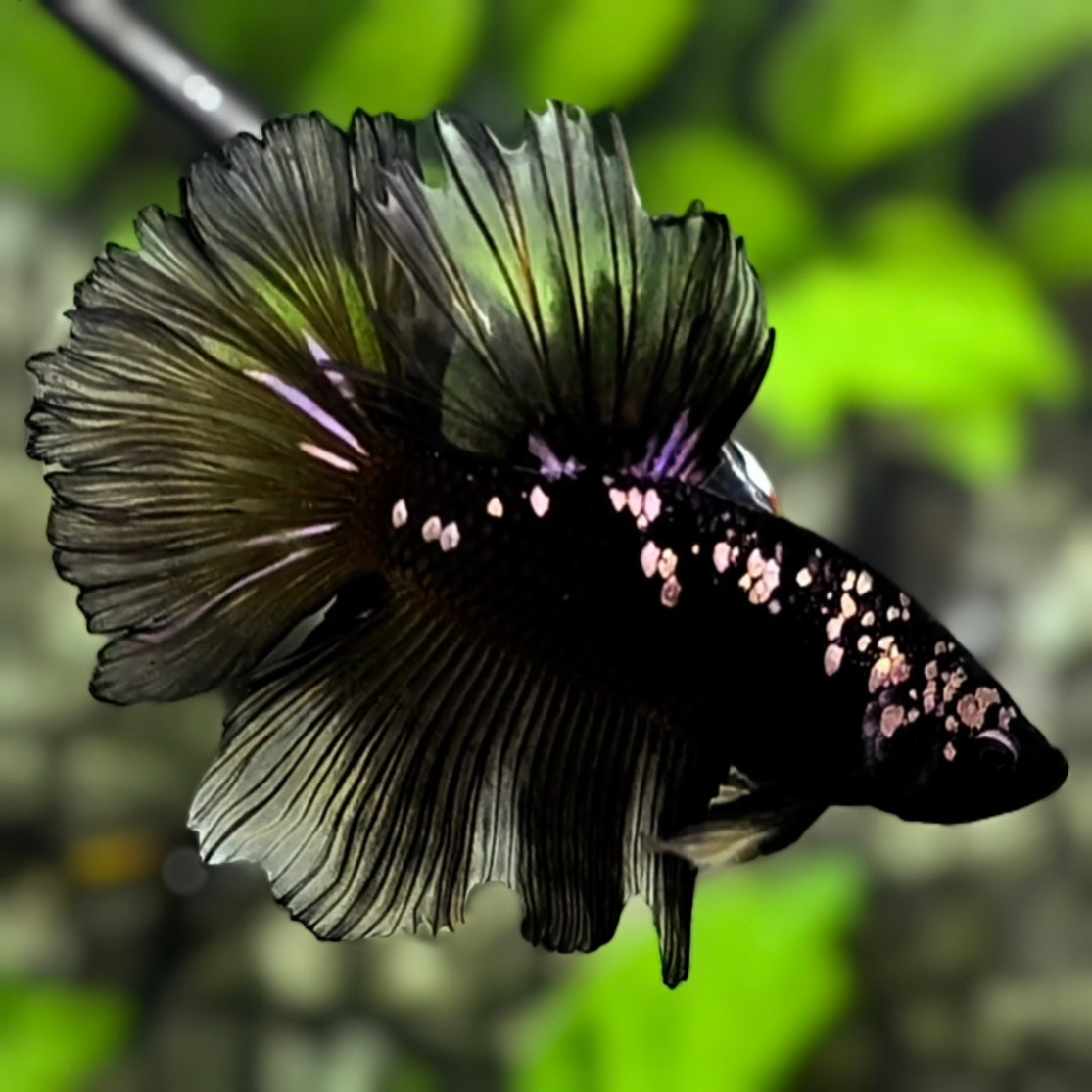 Avatar Blackstar Copper Rosetail Halfmoon Betta Fish Male