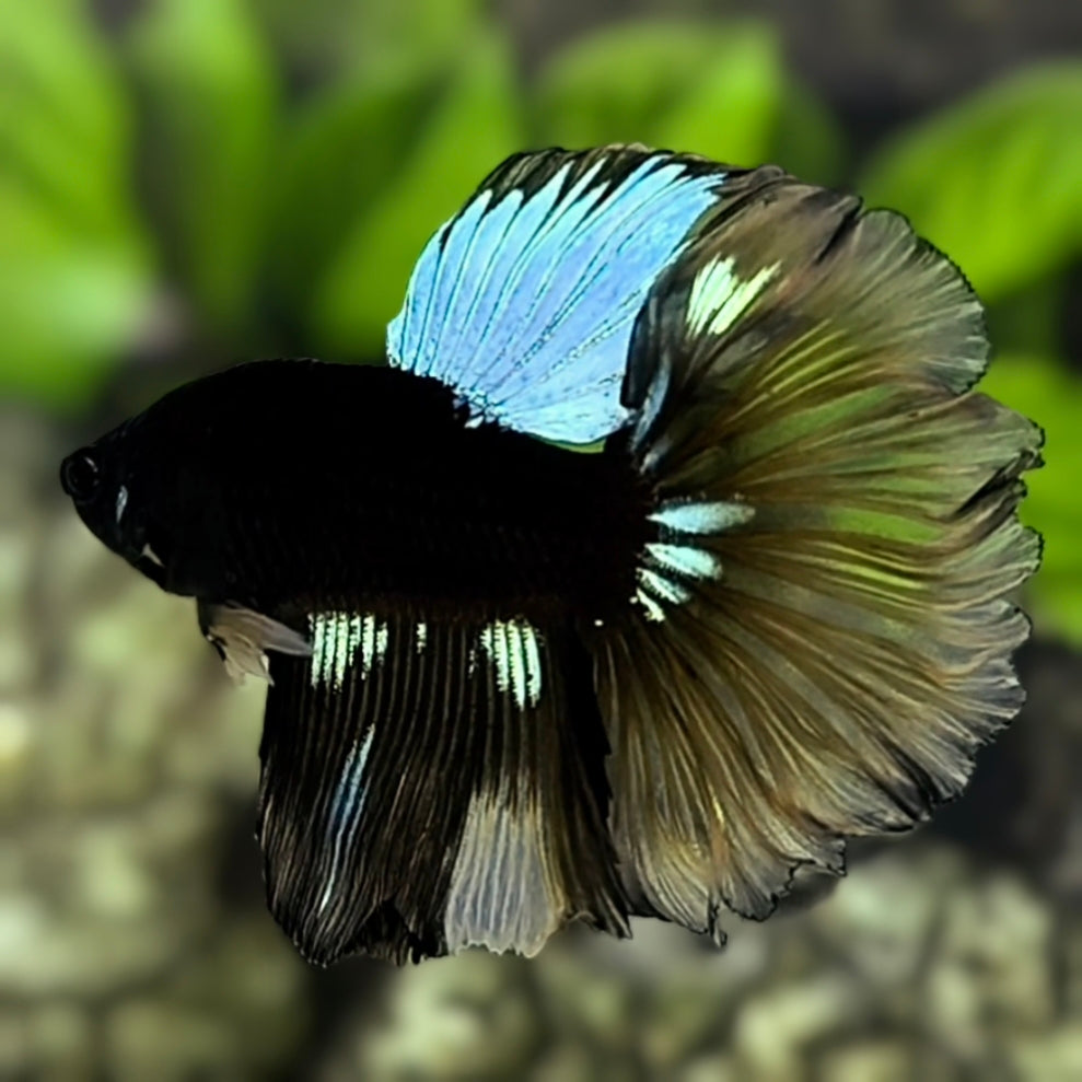 Skyblue Mustard Black Light Halfmoon Betta Fish Male