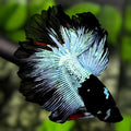 Grey Black Light Rosetail Halfmoon Betta Fish Male