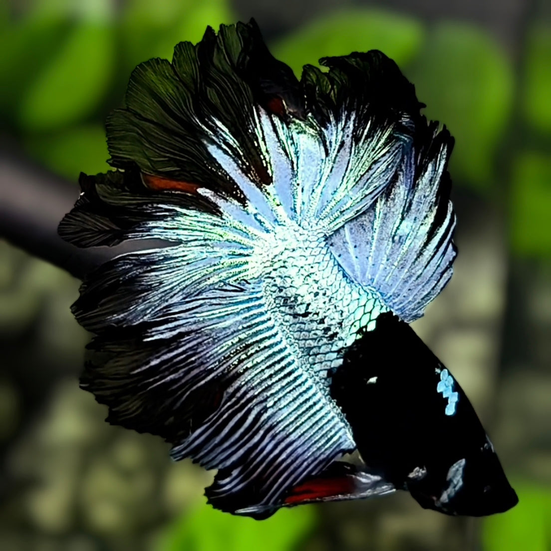 Grey Black Light Rosetail Halfmoon Betta Fish Male