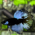 Grey Black Light Rosetail Halfmoon Betta Fish Male