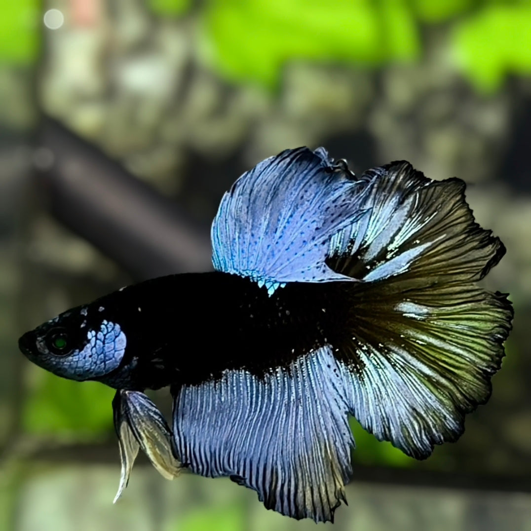 Grey Black Light Rosetail Halfmoon Betta Fish Male