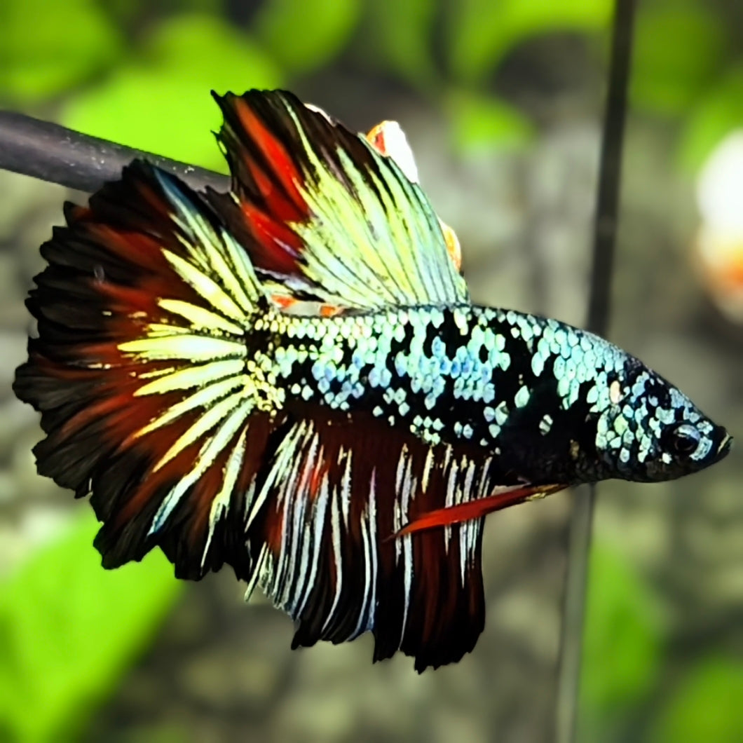 Avatar Turquoise Red Rosetail Halfmoon Betta Fish Male