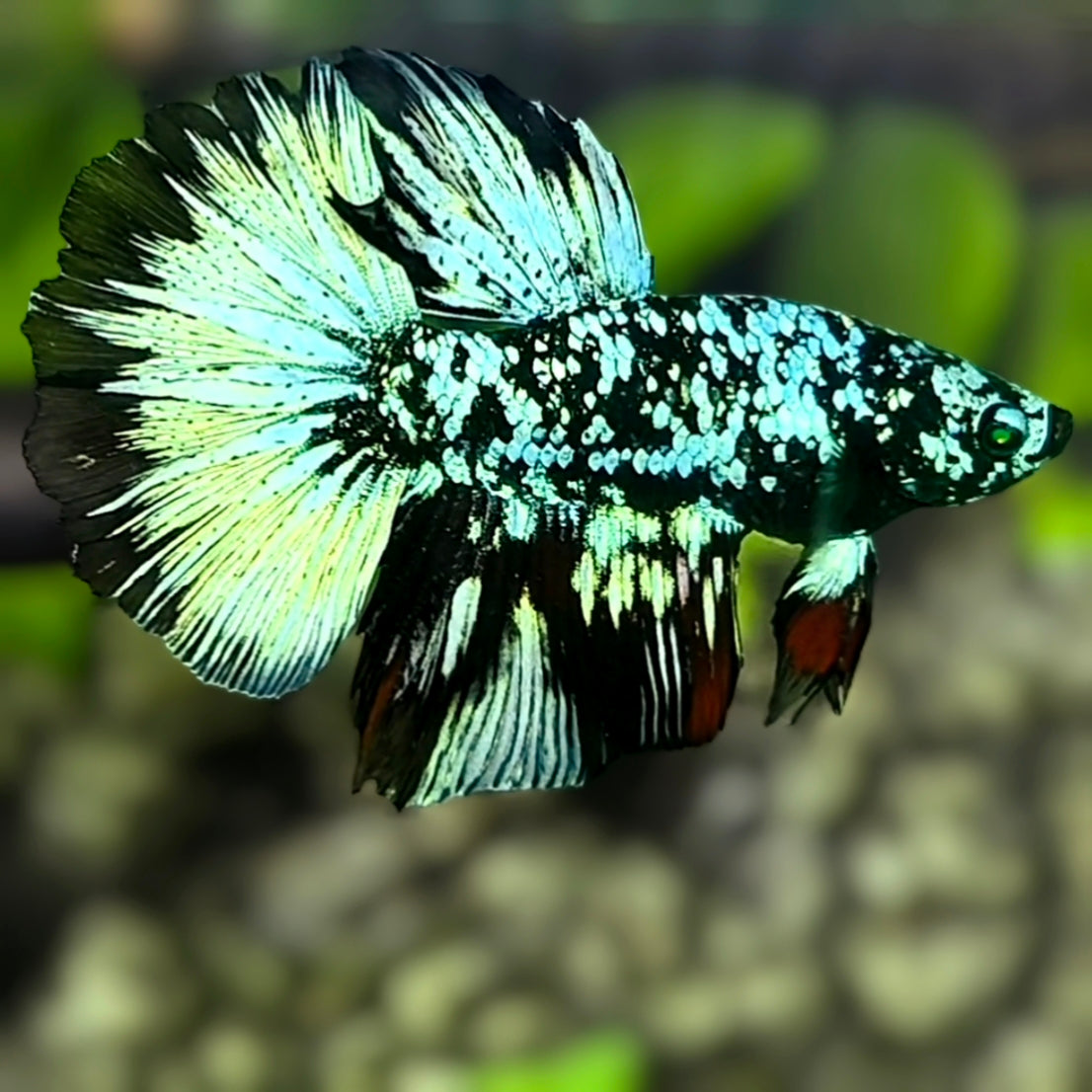 Avatar Turquoise Green Eyes Halfmoon Betta Fish Male