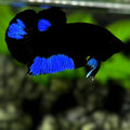 Blue Black Light HMPK Betta Fish Male