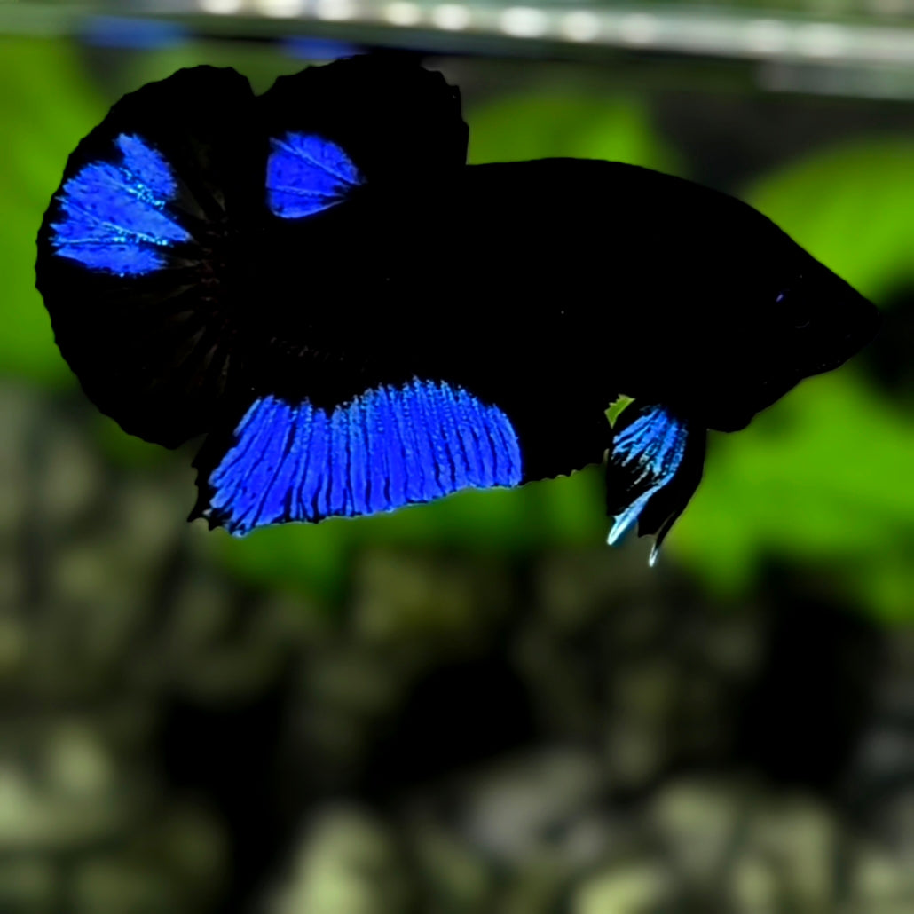 Blue Black Light HMPK Betta Fish Male