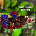 Fancy Black Purple JUMBO GIANT HMPK Betta Fish Female