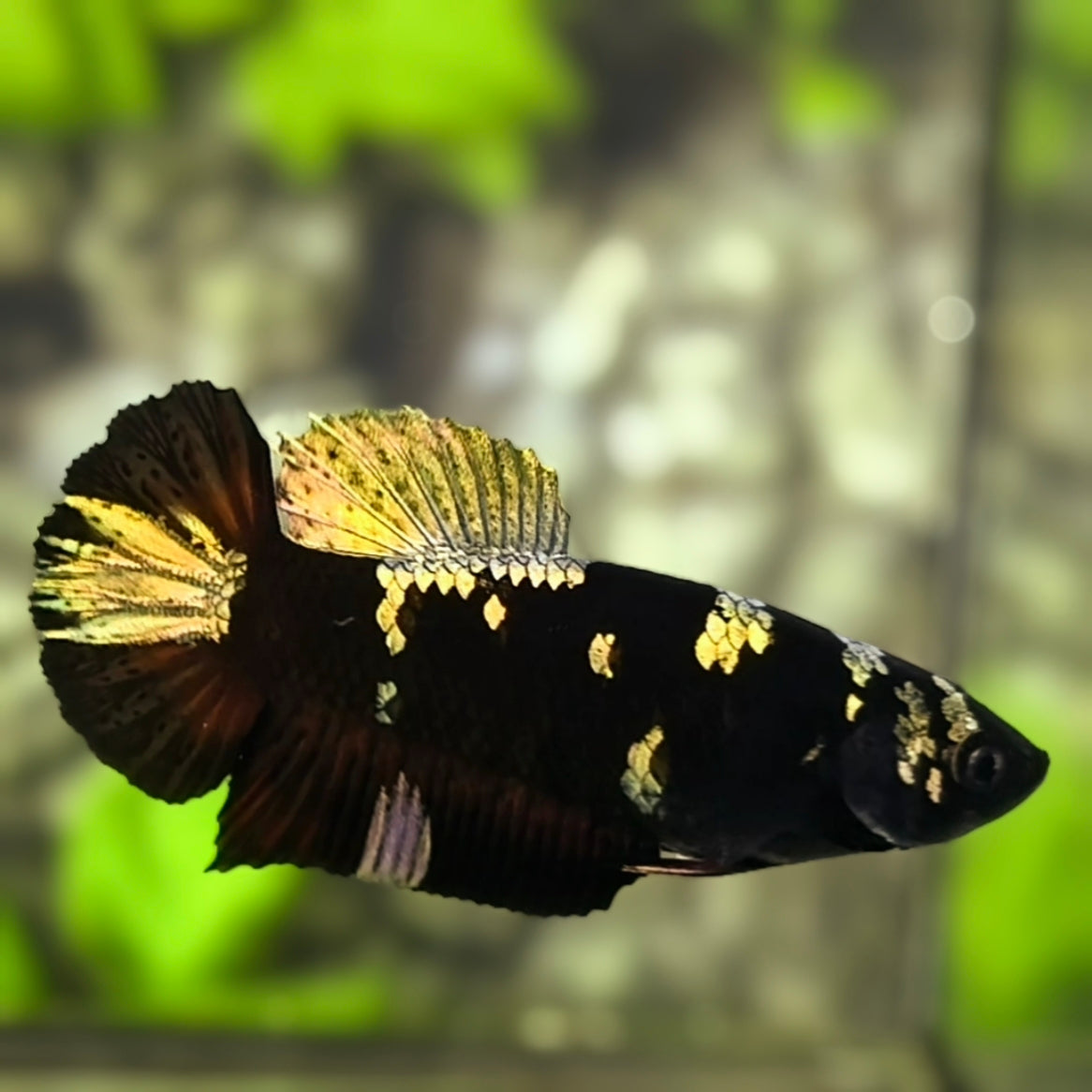 Avatar Blackstar Copper Gold HMPK Betta Fish Female For Sorority / Breed
