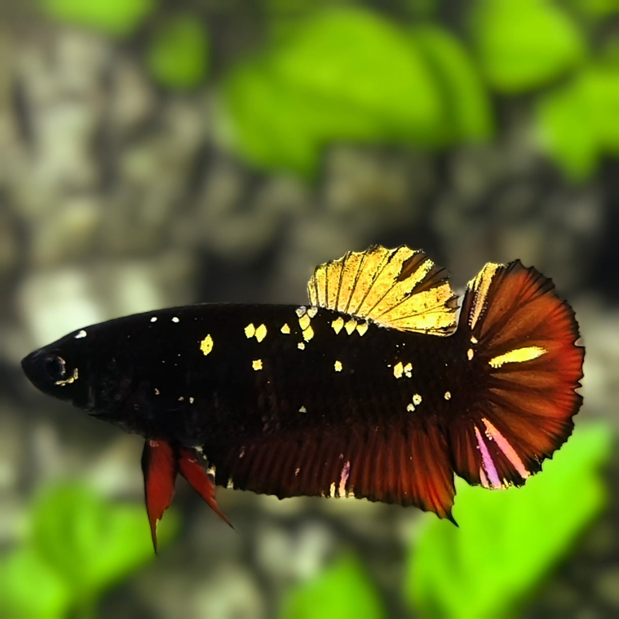 Avatar Blackstar Red Vampire Gold HMPK Betta Fish Female For Sorority / Breed
