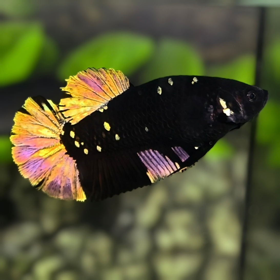 Avatar Blackstar Copper Gold HMPK Betta Fish Female For Sorority / Breed
