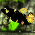 Avatar Copper Gold HMPK Betta Fish Female For Sorority / Breed