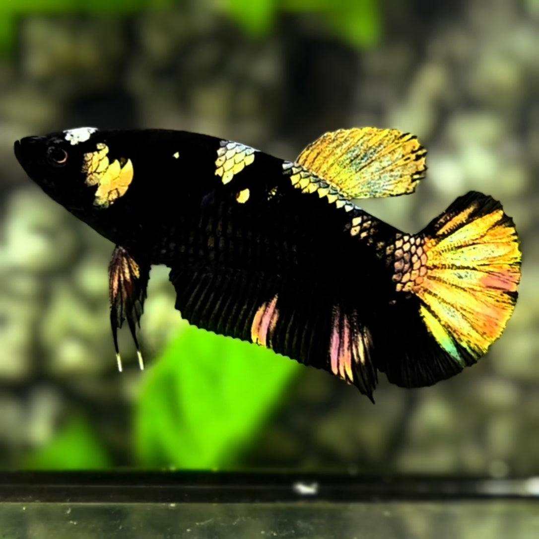 Avatar Copper Gold HMPK Betta Fish Female For Sorority / Breed