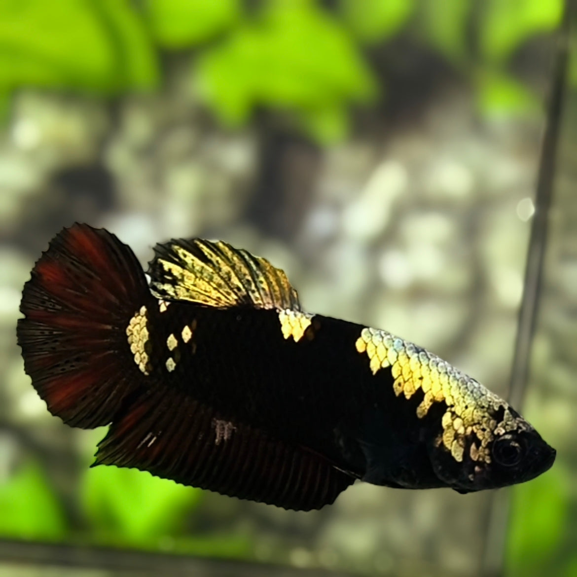 Avatar Black Light Copper Gold HMPK Betta Fish Female For Sorority / Breed