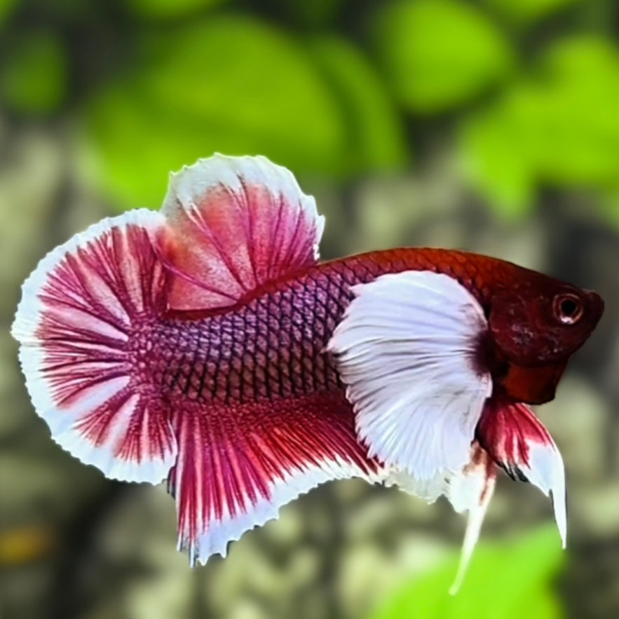 Lavender Dumbo Ears Over HMPK Betta Fish Male
