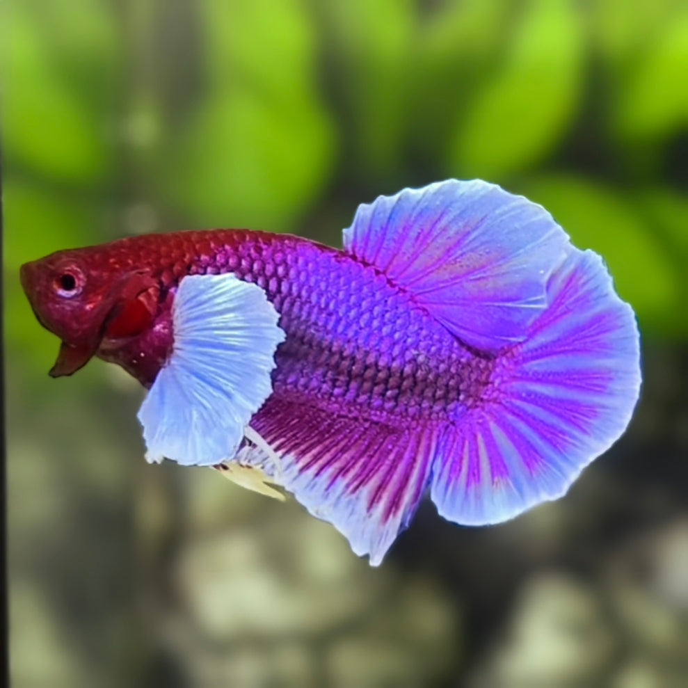 Purple Lavender Dumbo Ears HMPK Betta Fish Male