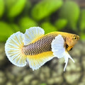 Purple Yellow Pineapple Lavender Dumbo Ears HMPK Betta Fish Male