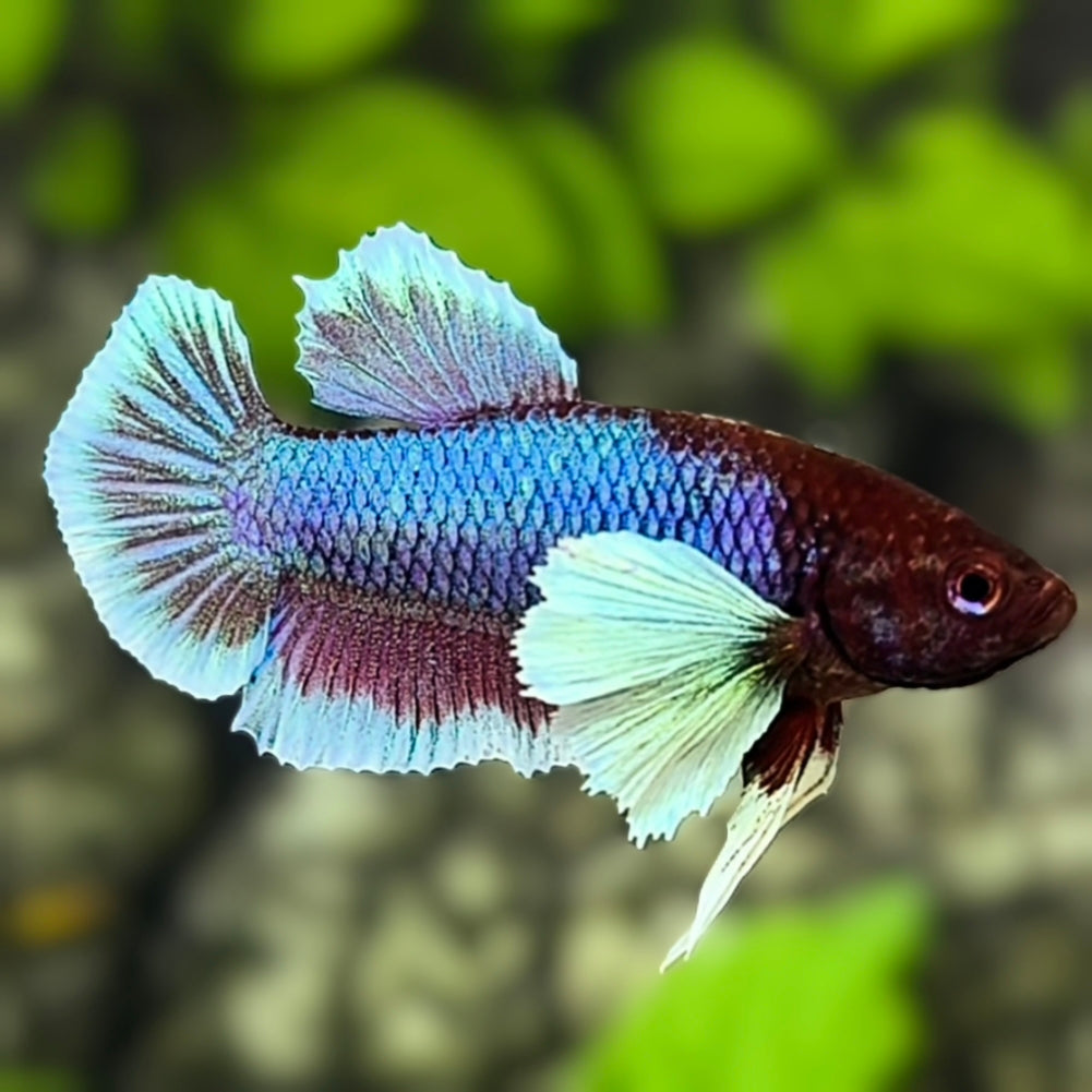 Salamander Butterfly Dumbo Ears HMPK Betta Fish Male