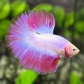 Pink Halfmoon Betta Fish Male #4